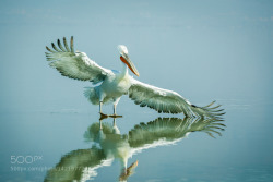 zenontheseas:  Walking on water.. by RuzdiEkenheim