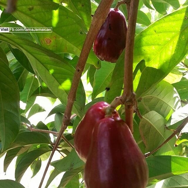 iamajamaican:  Meanwhile in #Jamaica….
