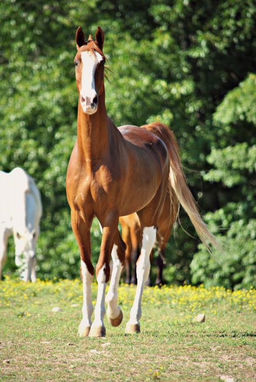 sammy-i-ammy:The Flash Saddlebred  Camp Creek Ranch Highlandville MOSaddlebreds are my favorite 