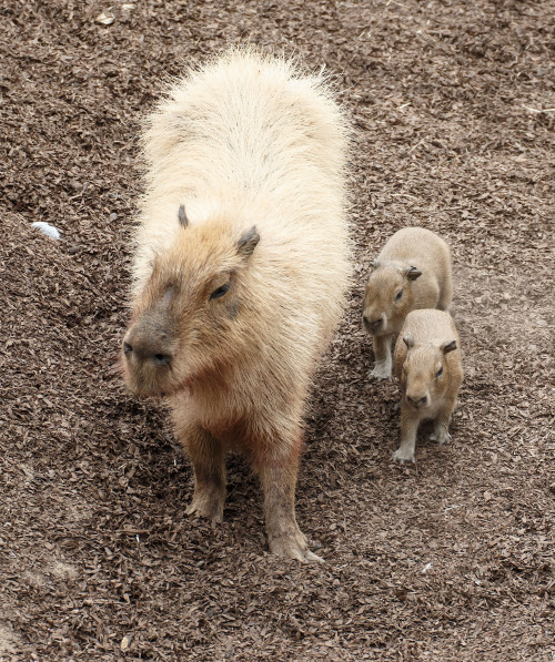 sdzoo:Thanks to Vic Murayama for capturing these adorable photos of our four new capybara babies.