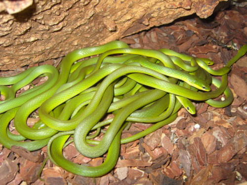 Rough Green Snakes at 888 Reptiles