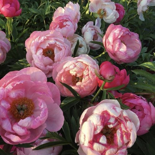 naturalcottage:Peonies heaven 