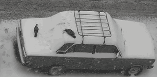 yeahwhenpigsfly:Crows playing in the snows