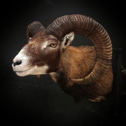 Mouflon.