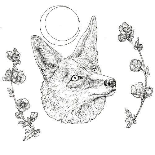 coyote drawing