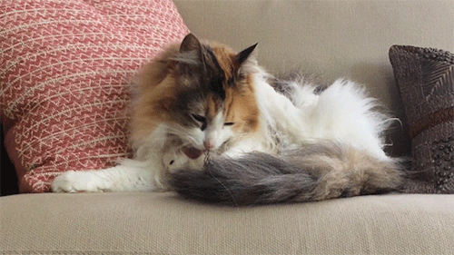 sashayed:just seems like a nice time to watch some footage of my cat cleaning her lil fluff