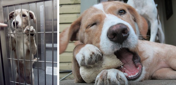 catsbeaversandducks:  &ldquo;Saving one animal’s life won’t make a difference