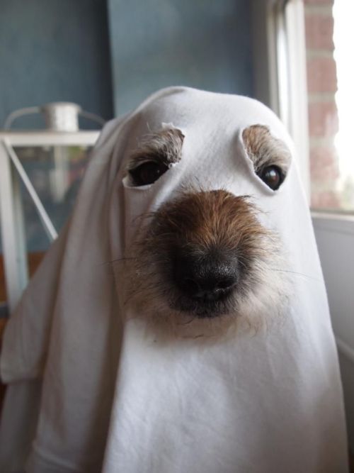 lalulutres:  boo