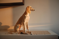 borzoidaily:  Saluki.  She looks like a person