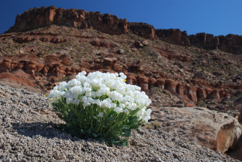 mypubliclands: Gypsym Addiction For Endangered Species Day we want to highlight the dwarf bearclaw p