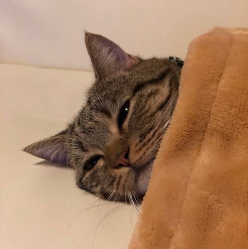 spinning-legends: thoughtslikeaminefield:princessof-irony:blind3dbylight: shhh he go bed my cat is i