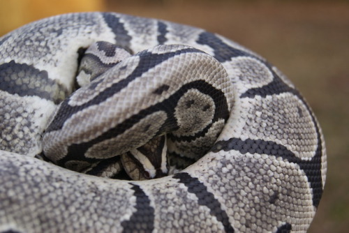 daedricsnakes:Someone was feeling a little shy todayHis colors