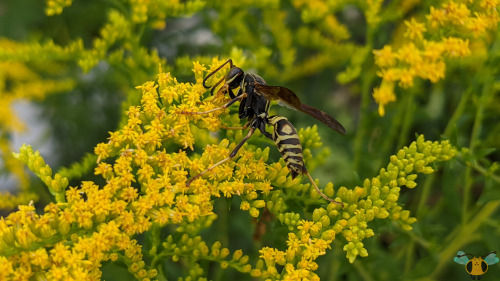 Northern Paper Wasp - Polistes fuscatusIt’s getting warmer and warmer with each new day in Toronto a