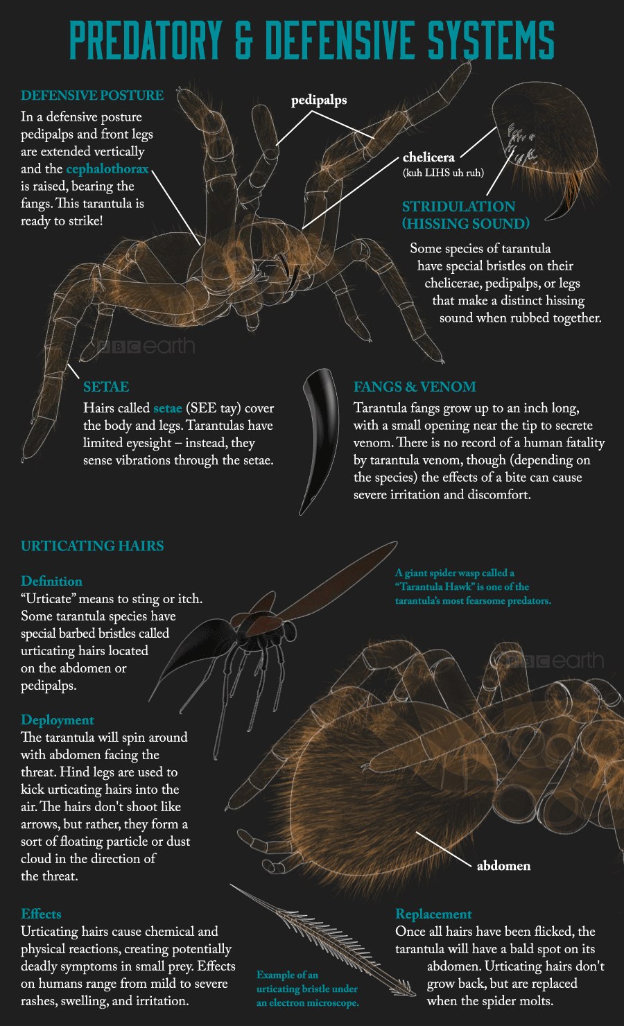 adorablespiders: all-thats-interesting:  Tarantulas: The Giants Of The Spider World