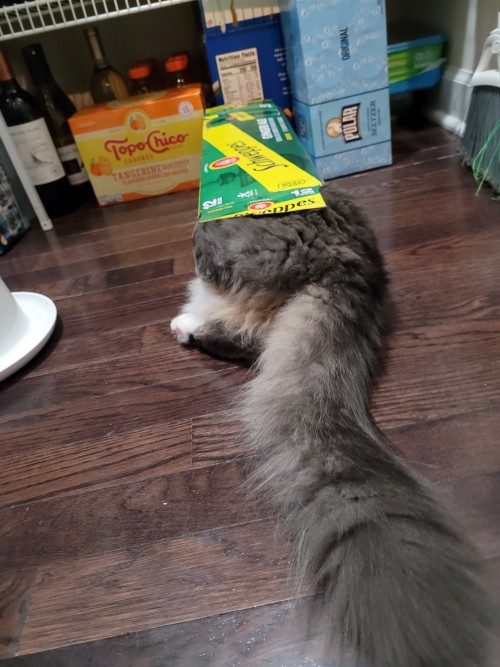 How He Get In There