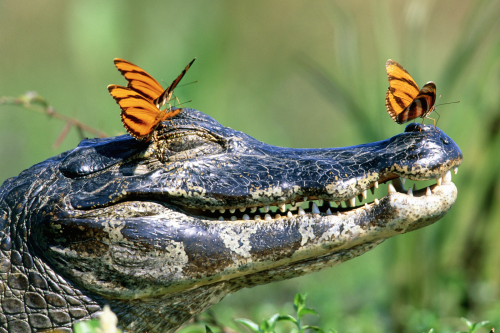 nubbsgalore: lachryphagy is the term used to describe the behaviour of tear drinking in nature, typi