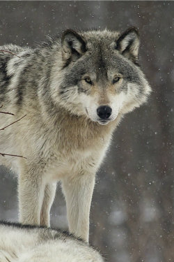 ternpest:  (via 500px / Dominant Wolf by