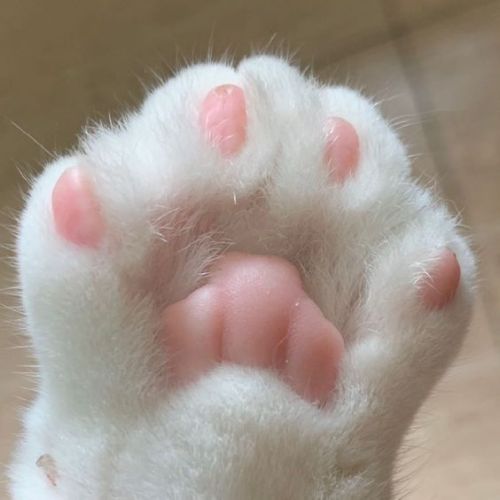 daily–cats:  Cat paws appreciation post ♡