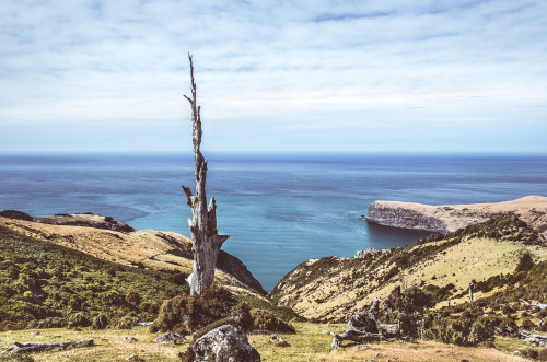 Facing the entrance of the Akaroa Bay at Banks Peninsula, Canterbury, New Zealand — by Vitor Cervi, 