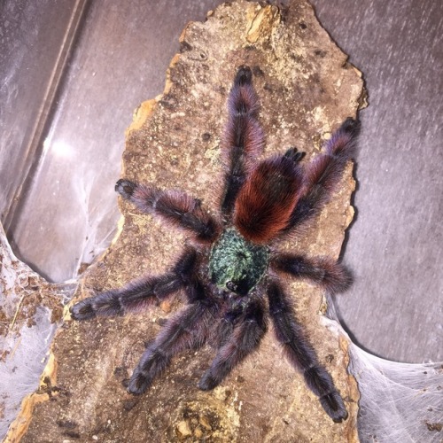 Crayon was the first tarantula I “chose”. I had an old male rose hair years back who was