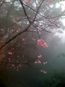 sci-universe:  Cherry blossom trees make