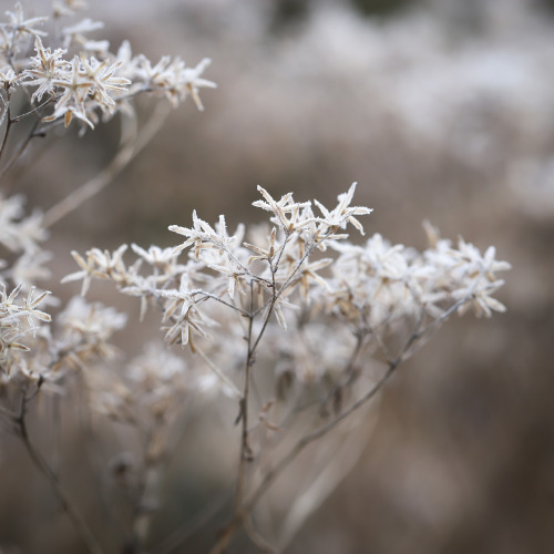 Memories of the season past.   Frost encrusted remnants of summer’s glory.