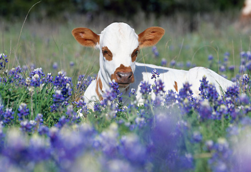 ainawgsd: Cows in Flowers