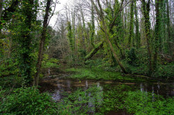 90377:Oare Gunpowder Mills Country Park - Faversham - The Leat Full Of Watercress