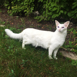 pangur-and-grim: luidilovins:  pangur-and-grim:  length of a weasel…… face of a weasel…. heart? also of a weasel  Her eyes are purple  she’s albino! blue structural colouration + red blood vessels = purple (when well-lit) 