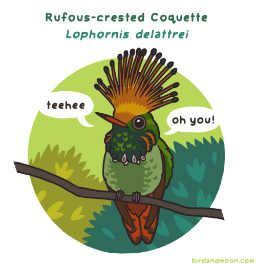 This week&rsquo;s Weird Bird Of The Week is the Rufous-crested Coquette, a Central and South Ame