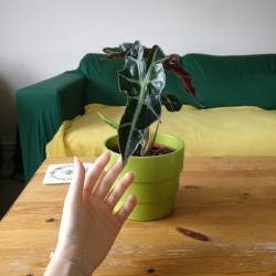 nymphaforesta:forgot to show you my new baby yesterday 🥺 still trying to find a name for her ahhh any suggestions?
