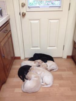 awwww-cute:  They fell asleep waiting to go outside to play 