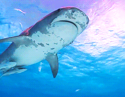 Tiger Sharks Of Tiger Beach