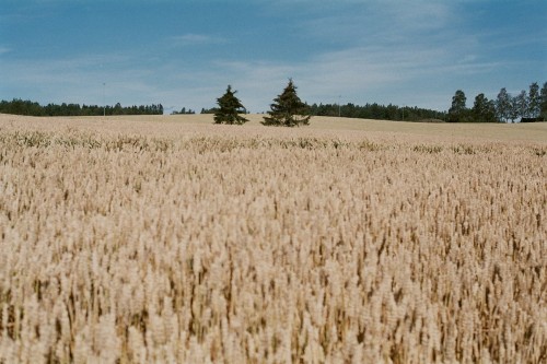 benzynne:  Wheat &amp; trees \ Olympus OM2