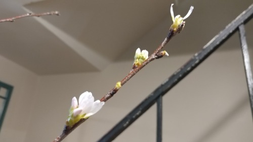 I think being indoors agrees with my cherry tree.
