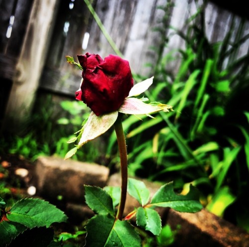 Garden enjoying all the rain