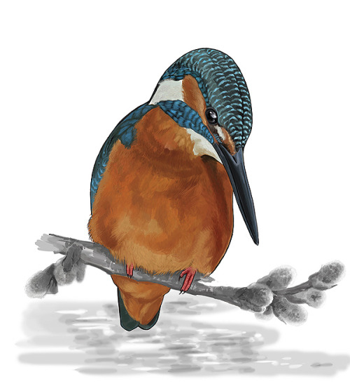 Illustration of King-fisher (Alcedo atthis)_________________________I wish to let you know that I&rs