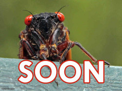 jtotheizzoe: Prime Time for Periodic Cicadas Over the next several weeks, as soil temperatures across parts of Ohio, West Virginia, Pennsylvania, New York and Maryland begin to climb above 64˚F, billions of periodic cicadas will emerge after 17 years