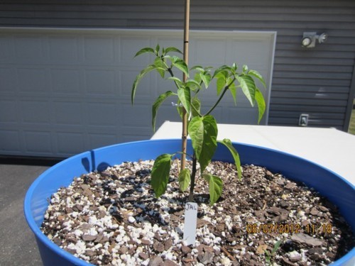 2012 Pepper Growing Blog - Day 125 - June 7, 2012