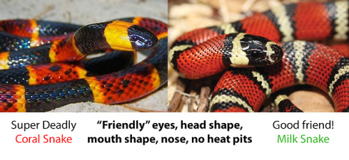 fuckingconversations: Why this chart is bullshit: Heat pits just say a snake hunts for warm-blooded prey.  Slit pupils help snakes precisely judge distance for an ambush, while round pupils are for active foraging   chase-hunting. Like, garter snakes
