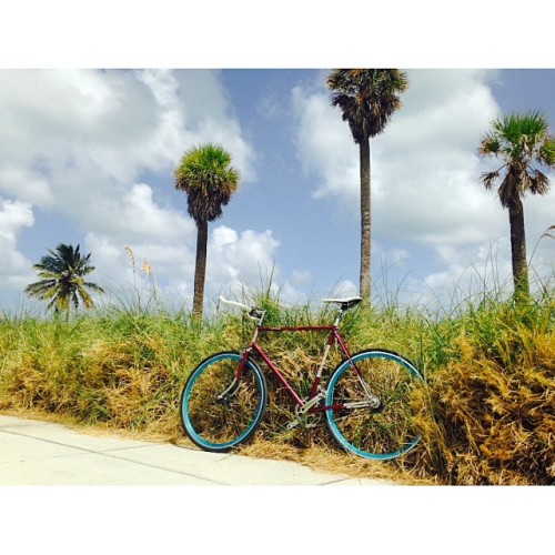 instabicycle:  Via @jasonkphotography: Sunday fun day hot date #fuji #bicycle #palms #date