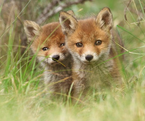 beautiful-wildlife:  Lovely ones by Joke Hulst 