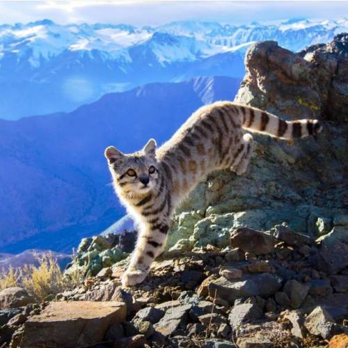 justcatposts:  Endangered Andean Cat (via)