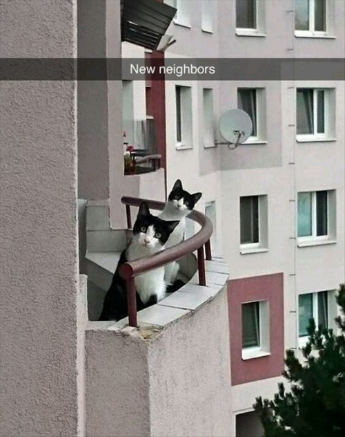 animalsnaps:Animal snaps
