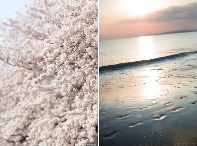floralls:by SNOPAN PHOTOGRAPHY