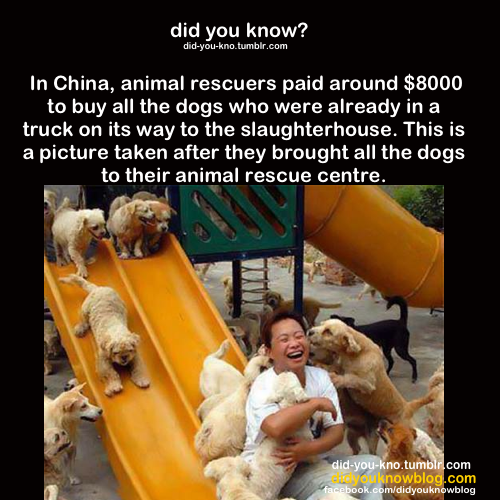mequeme:  En china, unos “rescatadores de animales” (¿existe esto de verdad?)