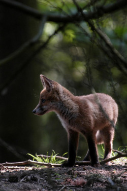 flowerling:  Fox Cub by j13art on Flickr.