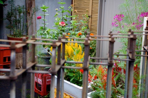 Flowers in the front yard, Nikko