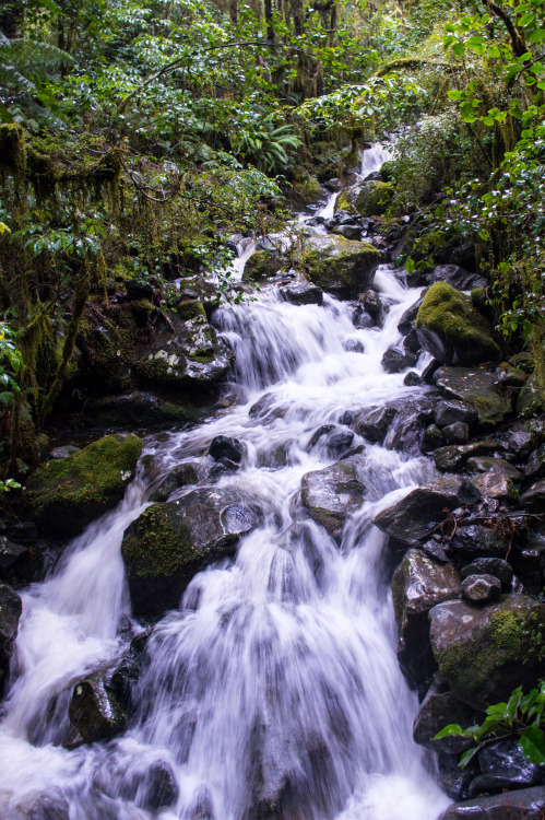 Stream along a forest walk on the way back to Te Anau from Milford Sound.Milford Sound, Fiordland, S