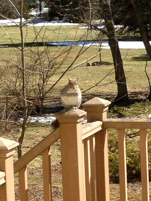 will-grahams-straitjacket:cute squirrel perched on the ledge